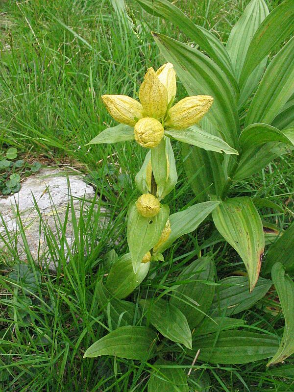 Veratrum album e Genziana punctata